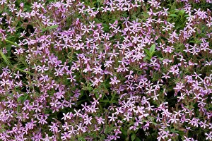 Saponaria: Rock soapwort - in flower