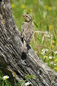 Extremadura: Rock Sparrow