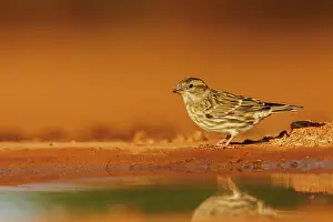 Dehesa: Rock Sparrow