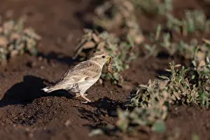 Oiseau: ROCK SPARROW