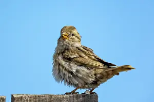 Oiseau: ROCK SPARROW