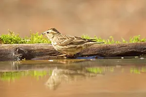 Petronia: Rock Sparrow - drinking and bathing