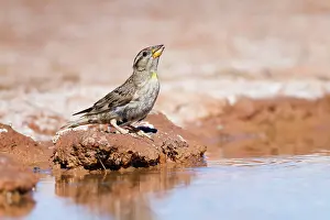 Petronia: Rock Sparrow - drinking at pool