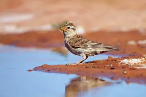 Petronia: Rock Sparrow - at pool