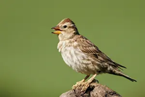 Sparrow: rock sparrow or rock petronia (Petronia petronia)