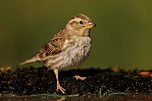 Sparrow: rock sparrow or rock petronia (Petronia petronia)