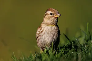 Sparrow: rock sparrow or rock petronia (Petronia petronia)