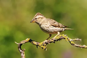 Sparrow: rock sparrow or rock petronia (Petronia petronia)