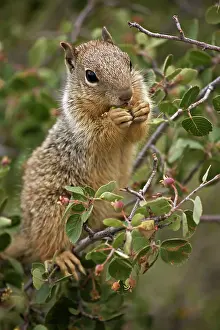 Serviceberry: Rock Squirrel - feeding on serviceberry