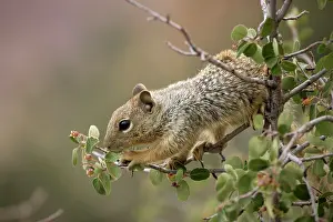 Serviceberry: Rock Squirrel - feeding on serviceberry