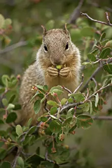 Serviceberry: Rock Squirrel - feeding on serviceberry