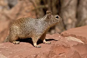Zion: Rock Squirrel (Otospermophilus variegatus). Temple
