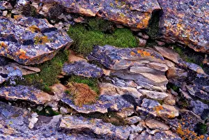Concretions: Rock Strata w/ Lichen & Moss