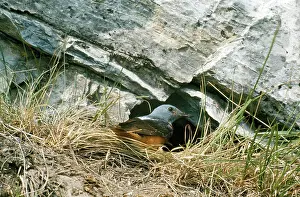 Monticola: Rock Thrush