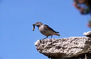 R T Smith: Rock Thrush - Male