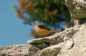 R T Smith: Rock Thrush - male with food in beak