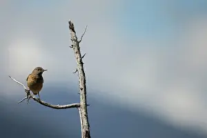 Monticola: Rock Thrush ( Monticola saxatilis ) female on a