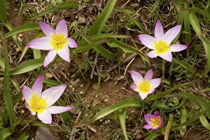Saxatilis: Rock Tulips - in the mountains of Crete