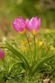 Saxatilis: Rock Tulips - in the mountains of Crete, in the