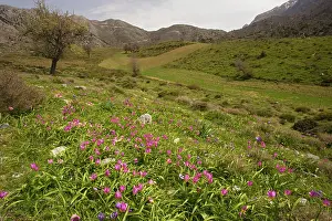 Saxatilis: Rock Tulips - in the mountains of Crete, in the