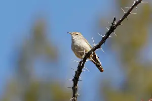 Obsoletus: Rock Wren