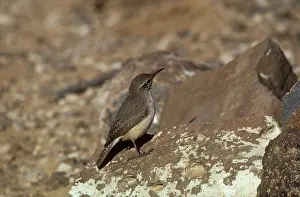 Obsoletus: Rock Wren
