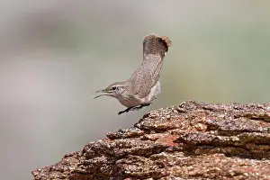 Obsoletus: Rock Wren - in flight