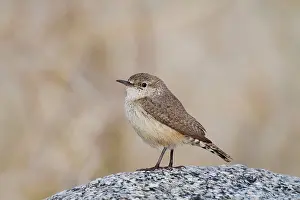 Obsoletus: Rock Wren - January