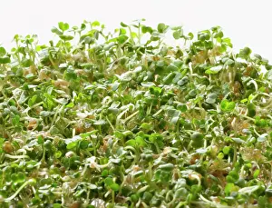 Beansprout: Rocket