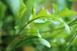 Rocket: Rocket
