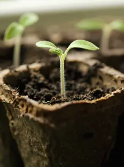 Biodegradable: Rocket