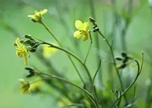 Rocket: Rocket, Eruca vesicaria sativa. Close side view
