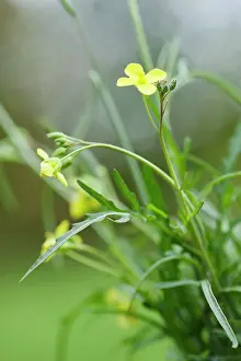 Rocket: Rocket, Eruca vesicaria sativa. Close side view