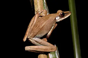 Lance: Rocket frog