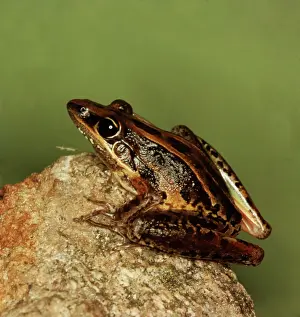 Pointed: Rocket frog - showing the distinctive pointed snout