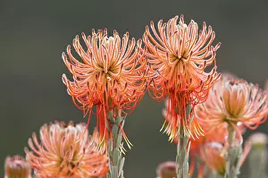 Rocket Pincushion. Cederberg Mountains, South