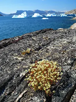 Fjord: Rockfoil in tundra of Itilliarsuup Kangerlua Fjord part of