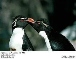 Axel Bunge: ROCKHOPPER PENGUIN