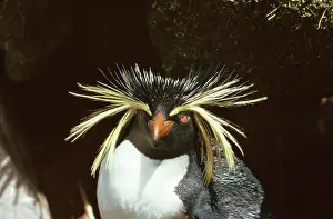 Gough: Rockhopper Penguin