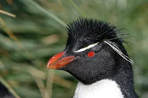 Chrysocome: Rockhopper penguin