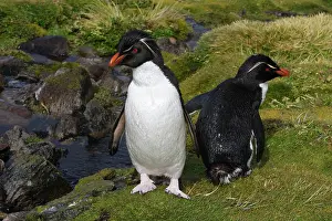Chrysocome: Rockhopper penguin