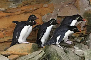 Chrysocome: Rockhopper penguin