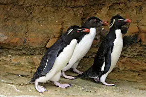 Chrysocome: Rockhopper penguin
