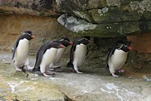 Chrysocome: Rockhopper penguin