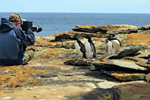 Chrysocome: Rockhopper penguin