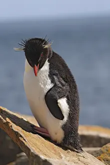 Chrysocome: Rockhopper penguin