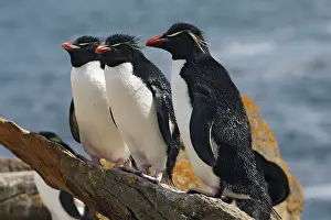Chrysocome: Rockhopper penguin
