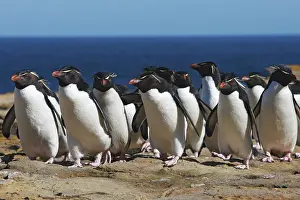 Chrysocome: Rockhopper penguin