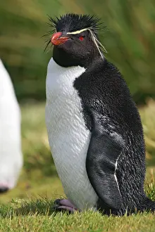 Chrysocome: Rockhopper penguin
