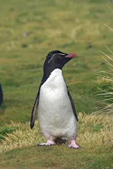 Chrysocome: Rockhopper penguin